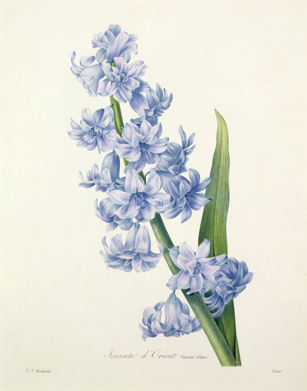 Hyacinthus orientalis (vanlig hyacint), graverad av Victor, från "Choice of the Most Beautiful Flowers", 1827 av Pierre Joseph Redouté