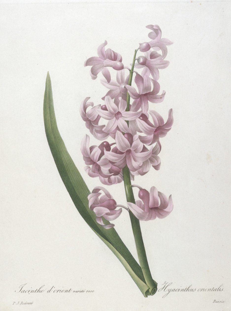 Orientalisk hyacintrosa sort, Hyacinthus orientalis, från valet av de vackraste blommorna och de vackraste frukterna, 1827 (handfärgad sticklinggravyr) av Pierre Joseph Redouté