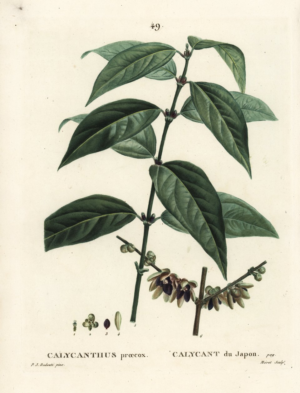Japansk kryddpeppar, Chimonanthus praecox (Calycanthus praecox). Handkolorerad stippelgravyr av Moret efter en illustration av Pierre-Joseph Redoute från Henri Louis Duhamel du Moncels Treat des Arbres et Shrustes, Paris av Pierre Joseph Redouté