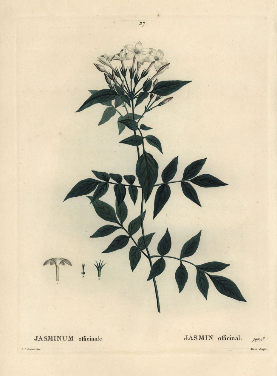 Jasmine, Jasminum officinale. Handkolorerad stippelgravyr av Moret efter en illustration av Pierre-Joseph Redoute från Henri Louis Duhamel du Moncels Treat des Arbres et Shrustes, Paris av Pierre Joseph Redouté