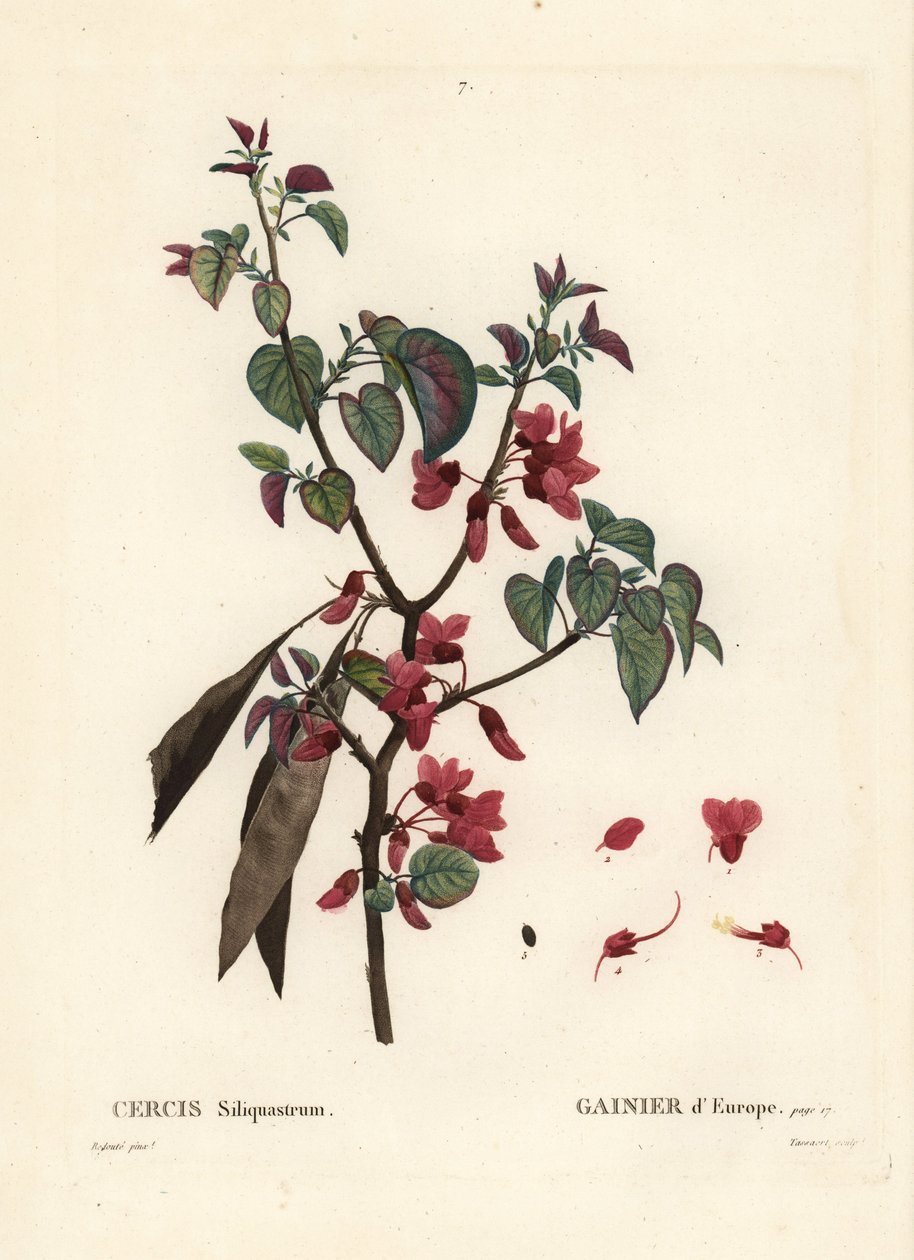 Judasträd, Cercis siliquastrum. Handkolorerad stippelgravyr av Tassaert efter en illustration av Pierre-Joseph Redoute från Henri Louis Duhamel du Moncels Treat des Trees et Shrustes, Paris av Pierre Joseph Redouté