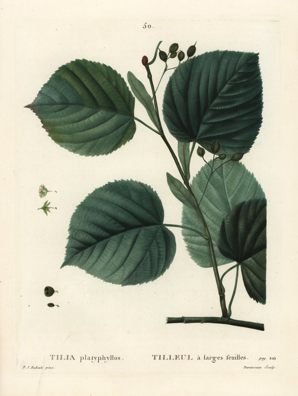 Storbladslind, Tilia platyphyllos. Handkolorerad stippelgravyr av Du Ruisseau efter en illustration av Pierre-Joseph Redoute från Henri Louis Duhamel du Moncels Treat des Arbres et Shrustes, Paris av Pierre Joseph Redouté