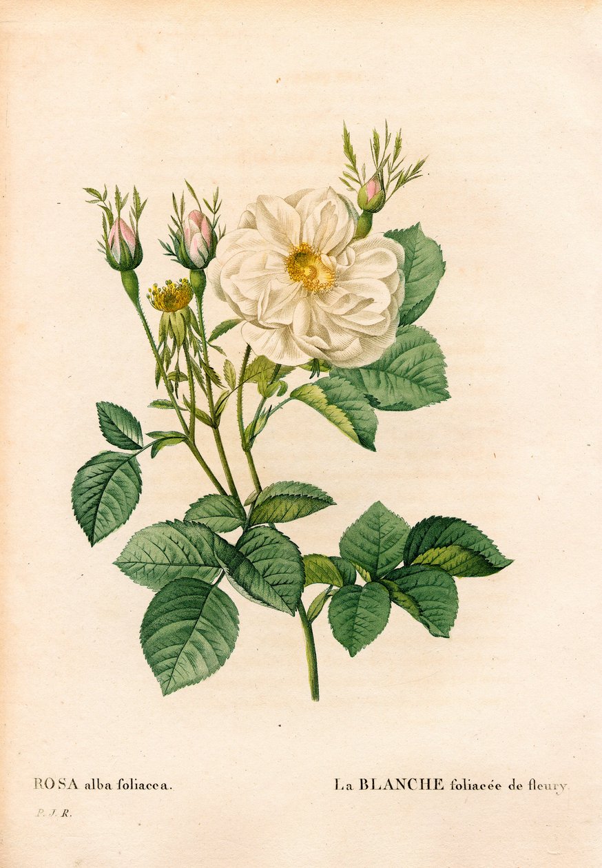 Bladig vit ros av Fleury, Rosa alba sort, la blanc foliaceee de Fleury. Handfärgad kopparsticksgravyr från Pierre Joseph Redoutes "" Les Roses,"" Paris av Pierre Joseph Redouté