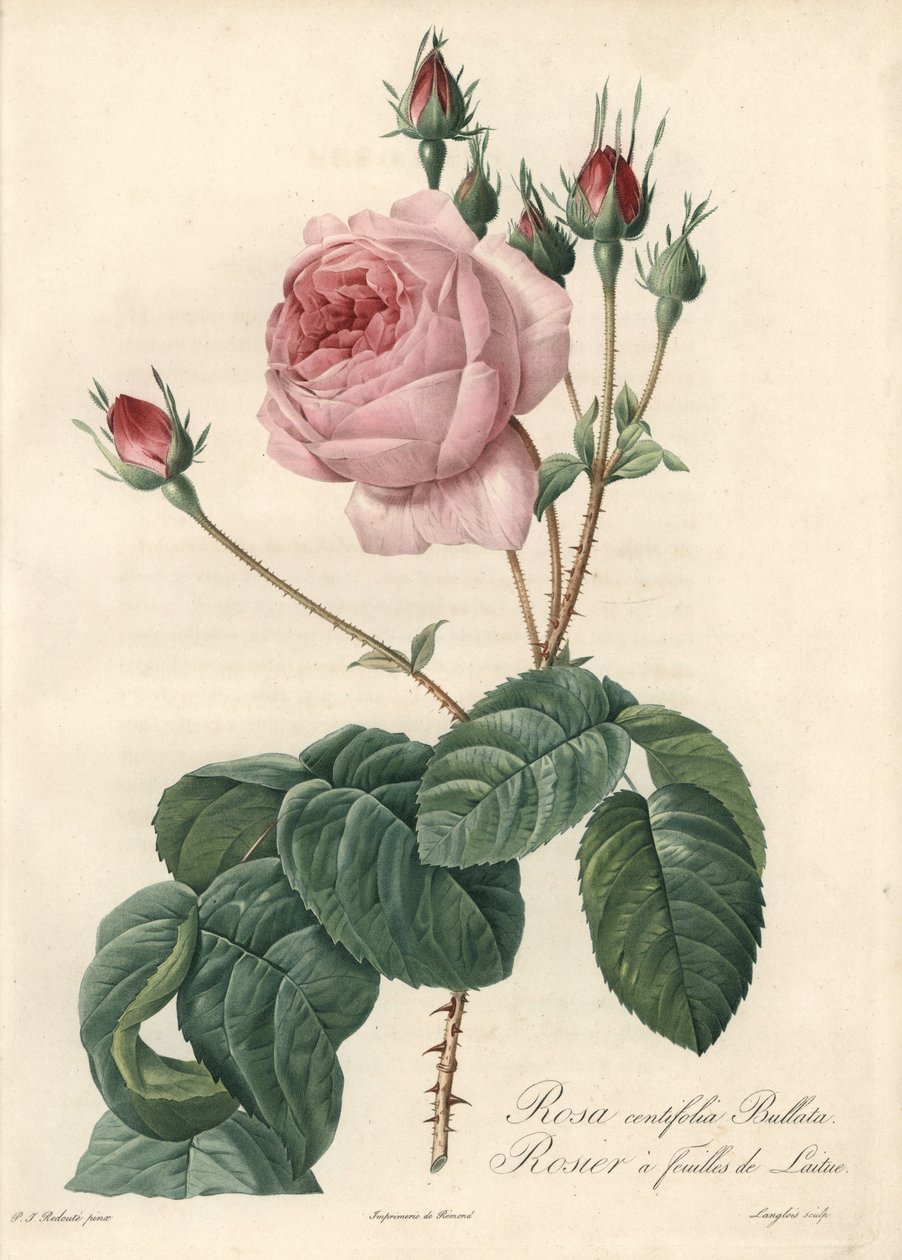 Salladsbladsros - Eau forte de Langlois, baserad på en illustration av Pierre Joseph Redoute (1759-1840), från Les Roses av Pierre Joseph Redouté