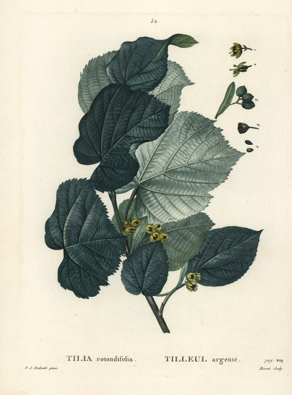 Lindeträd, Tilia rotundifolia. Handkolorerad stippelgravyr av Moret efter en illustration av Pierre-Joseph Redoute från Henri Louis Duhamel du Moncels Treat des Arbres et Shrustes, Paris av Pierre Joseph Redouté