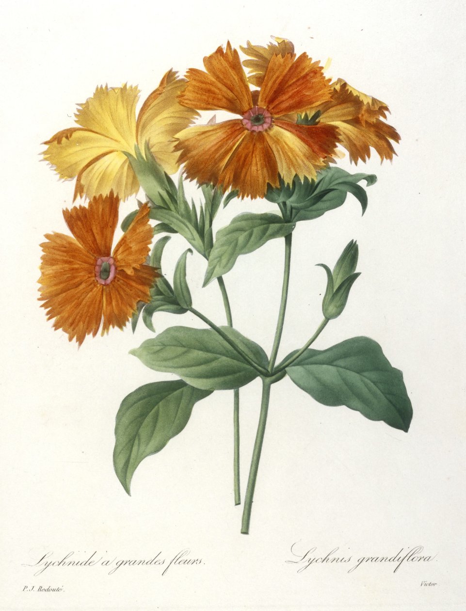 Storblommig Lychnid, Lychnus grandiflora, från Choice Of The Most Beautiful Flowers and Most Beautiful Fruits, 1827 (handfärgad stipplegravyr) av Pierre Joseph Redouté