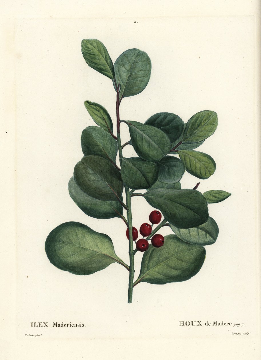Madeirajärnek, Ilex perado (Holly de Madere, Ilex maderiensis). Handkolorerad stipplegravyr av Casenave efter en illustration av Pierre-Joseph Redoute från Henri Louis Duhamel du Moncels Treat des Arbres et Shrustes, Paris av Pierre Joseph Redouté