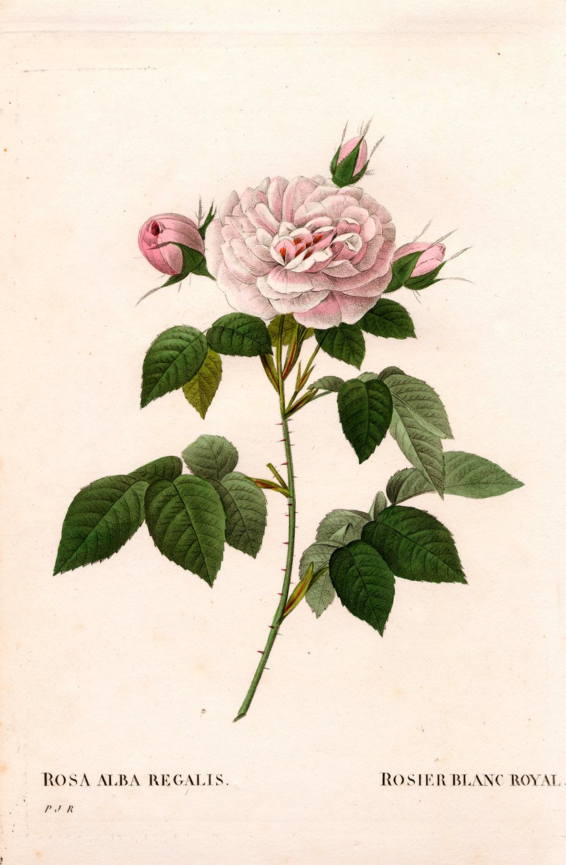 Maidens rosa rouge, kunglig vit ros, Rosa alba var. incarnata. Handfärgad kopparsticksgravyr från Pierre Joseph Redoutes "" Les Roses,"" Paris av Pierre Joseph Redouté