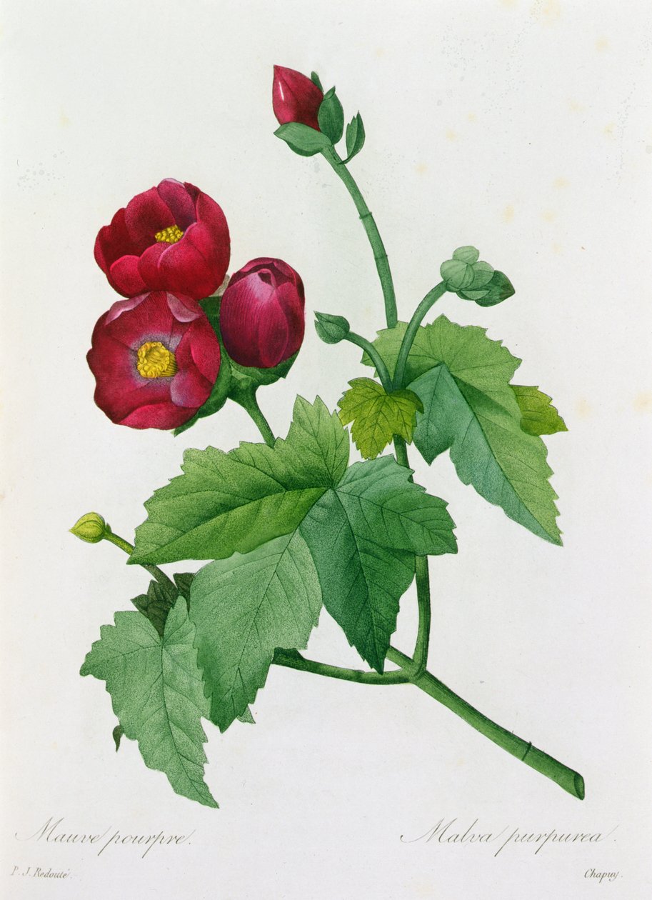 Malva Purpurea (färgad gravyr) av Pierre Joseph Redouté