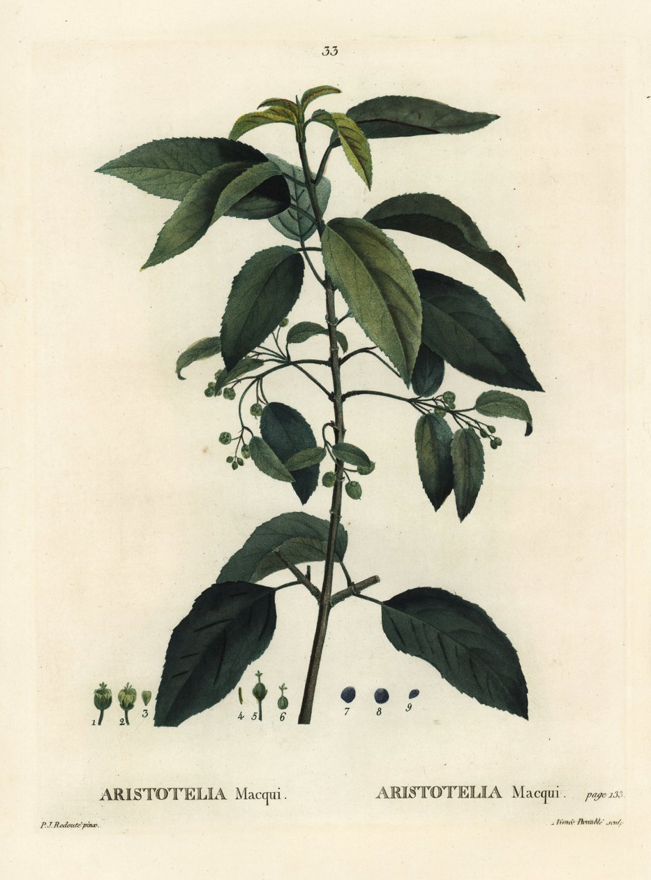 Maqui eller chilensk vinbär, Aristotelia chilensis (Aristotelia macqui). Handfärgad stipplegravyr av Aimee efter en illustration av Pierre-Joseph Redoute från Henri Louis Duhamel du Moncels Treat des Arbres et Shrustes, Paris av Pierre Joseph Redouté