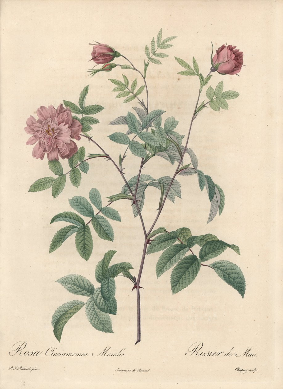 Majros eller kanelros - Eau forte de Chapuy, från en illustration av Pierre Joseph Redoute (1759-1840), utdrag från Les Roses av Pierre Joseph Redouté