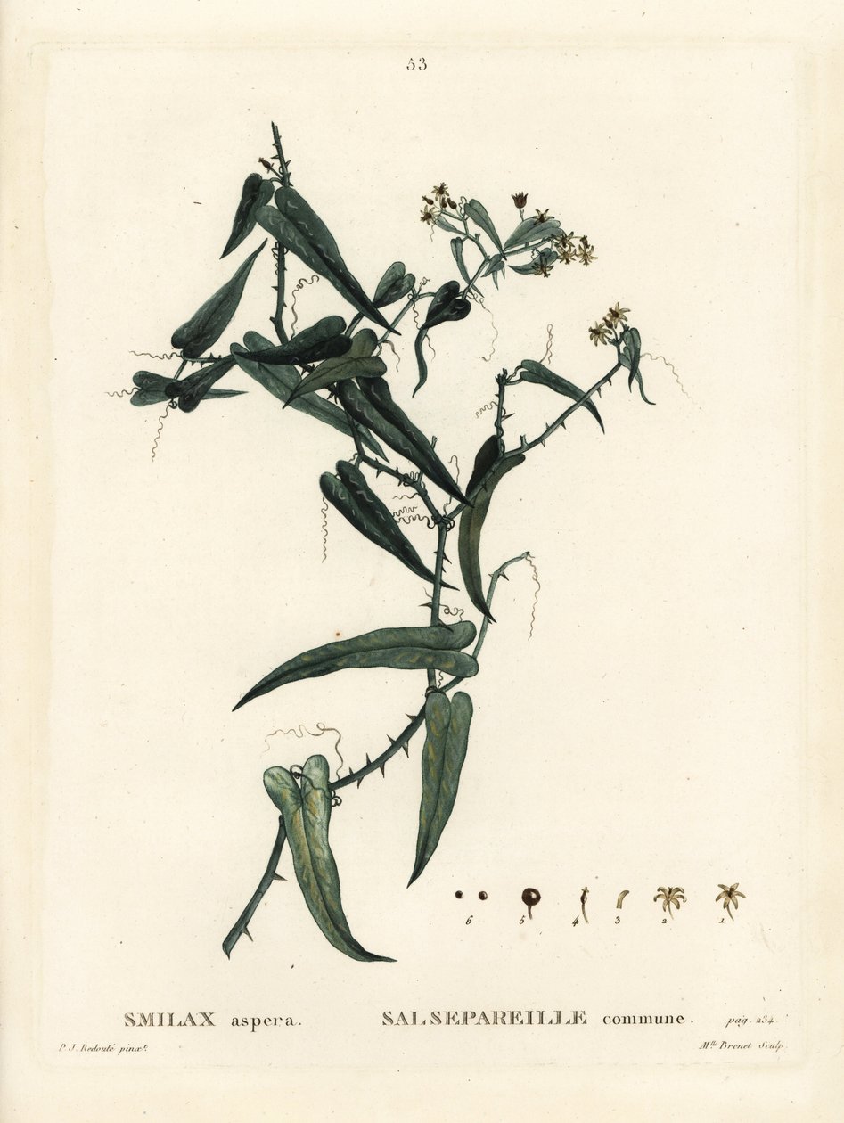Medelhavssmilax, Smilax aspera. Handkolorerad stippelgravyr av Miss Brenet efter en illustration av Pierre-Joseph Redoute från Henri Louis Duhamel du Moncels Treat des Arbres et Shrustes, Paris av Pierre Joseph Redouté