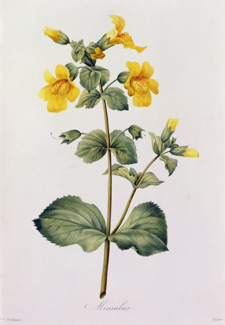 Mimulus (färgad gravyr) av Pierre Joseph Redouté