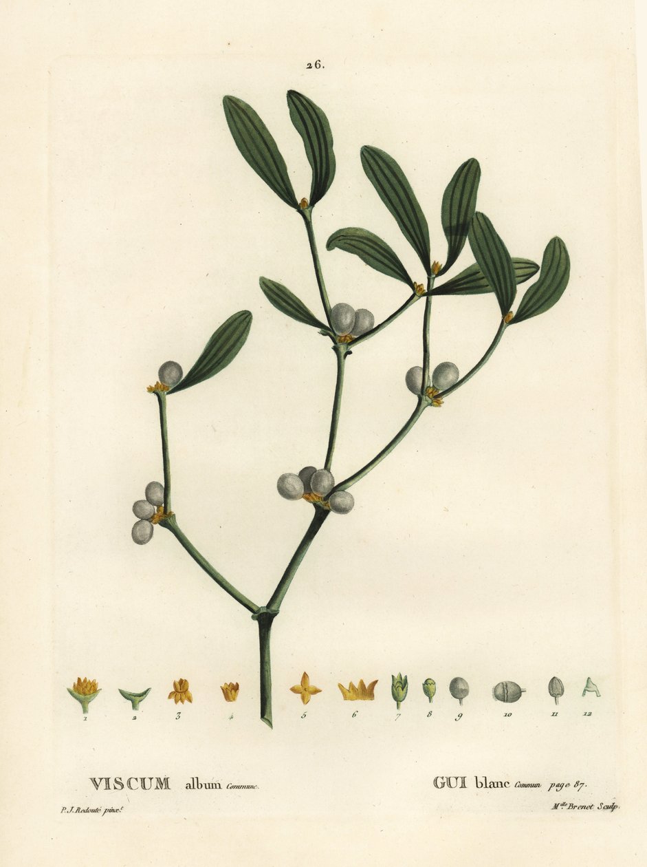 Mistel, Visum album. Handfärgad stipplegravyr av Miss Brenet efter en illustration av Pierre-Joseph Redoute från Henri Louis Duhamel du Moncels Treat des Arbres et Shrustes, Paris av Pierre Joseph Redouté