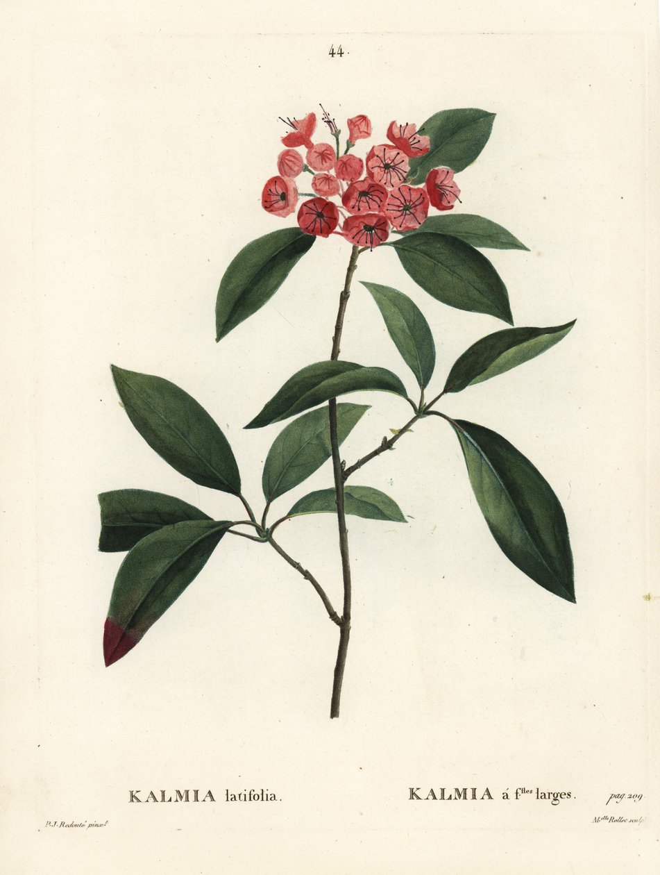 Berglager- eller kalikobuske, Kalmia latifolia. Handkolorerad stipplegravyr av Miss Rollet efter en illustration av Pierre-Joseph Redoute från Henri Louis Duhamel du Moncels Treat des Arbres et Shrustes, Paris av Pierre-Joseph Redouté