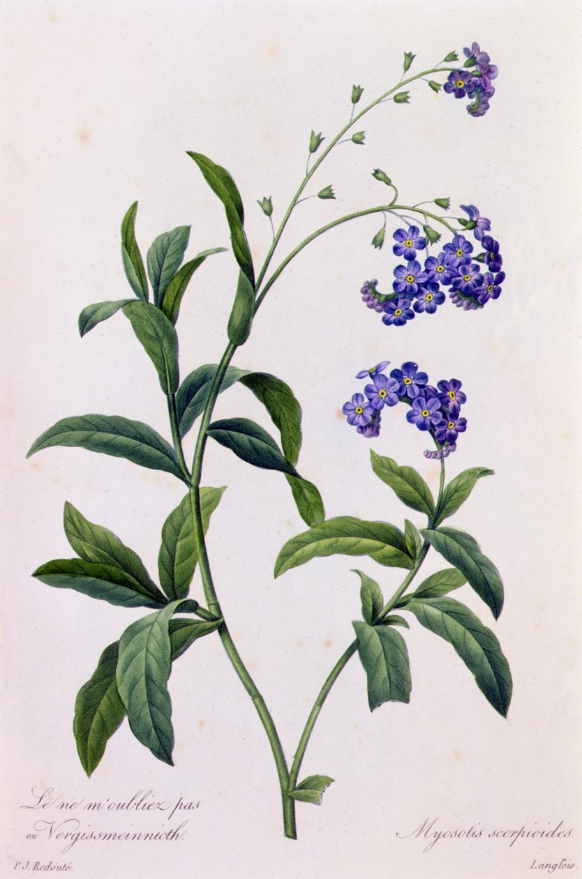 Myosotis Scorpiodes (färgad gravyr) av Pierre Joseph Redouté