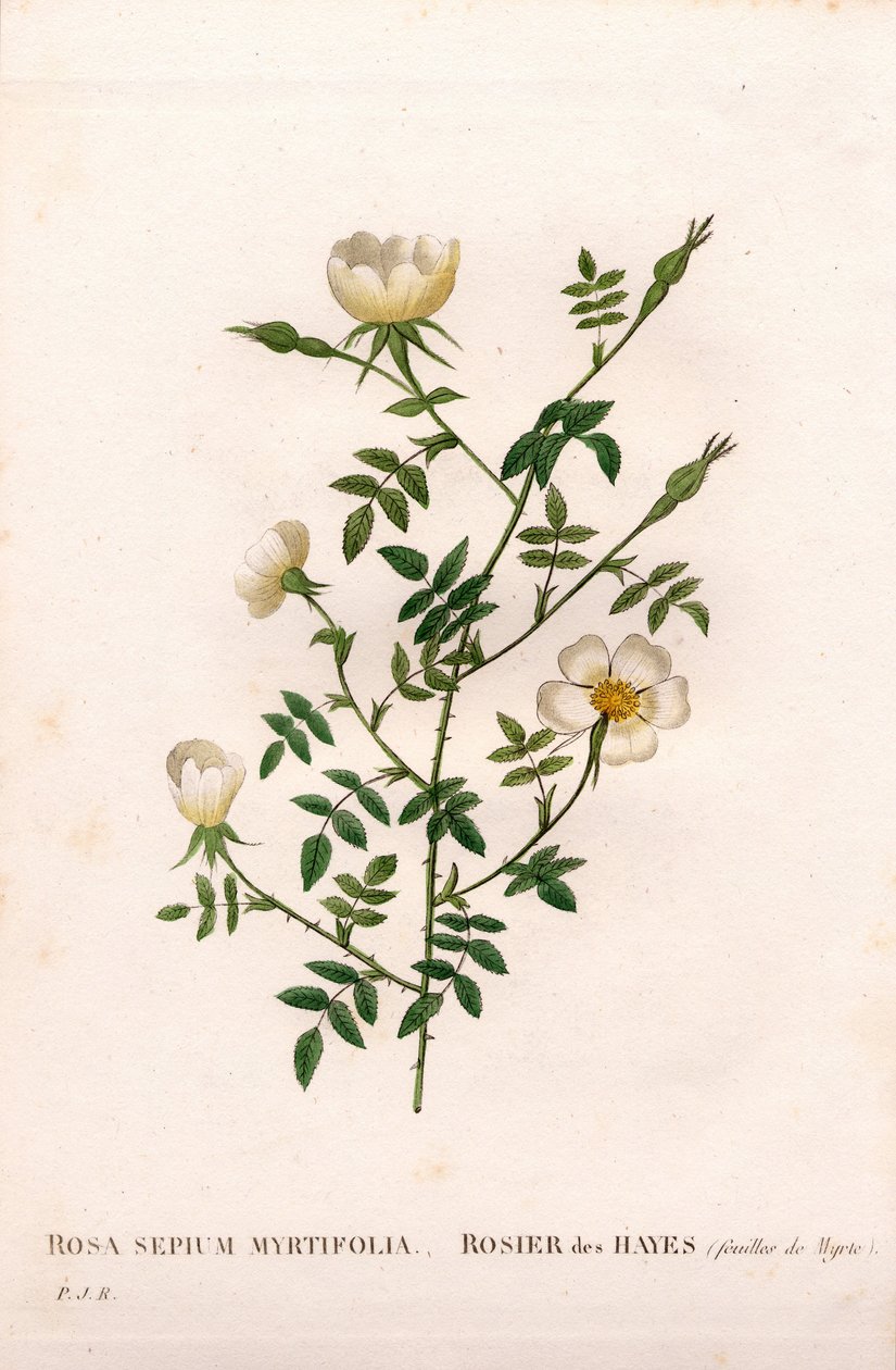 Myrtenbladig häckros, Rosa aggrestis sort, Rose des Hayes med Myrtenblad. Handfärgad kopparsticksgravyr från Pierre Joseph Redoutes "" Les Roses,"" Paris av Pierre Joseph Redouté
