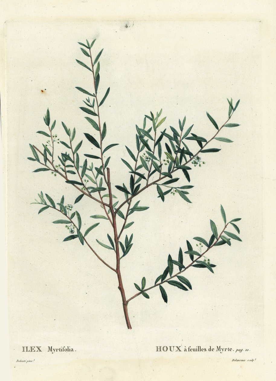 Myrtenjärnek eller myrtendahoon, Ilex myrtifolia. Handkolorerad stipplegravyr av Delaneaux efter en illustration av Pierre-Joseph Redoute från Henri Louis Duhamel du Moncels Treat des Arbres et Shrustes, Paris av Pierre Joseph Redouté