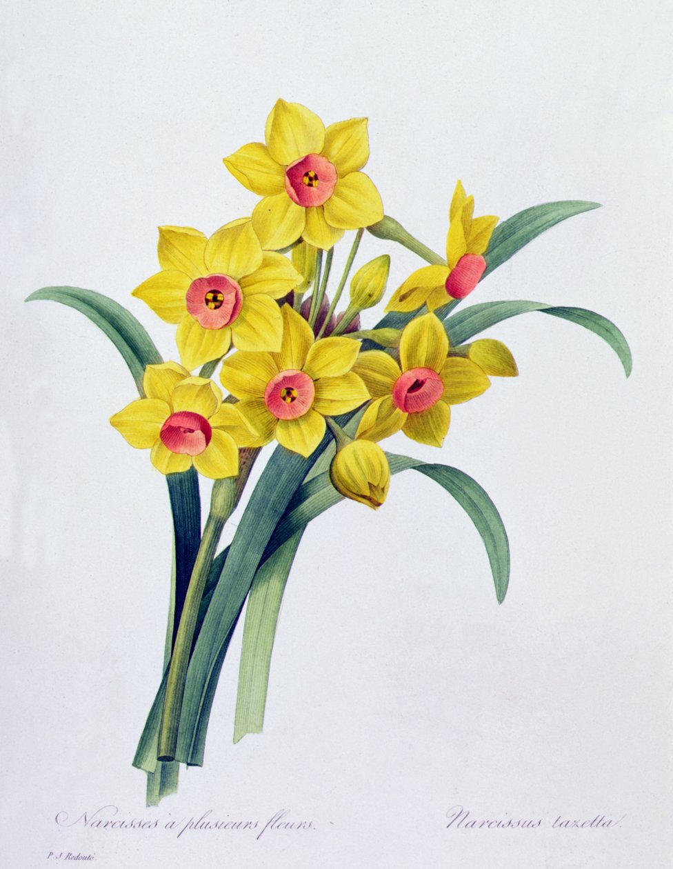 Narcissus Tazetta (färgad gravyr) av Pierre Joseph Redouté
