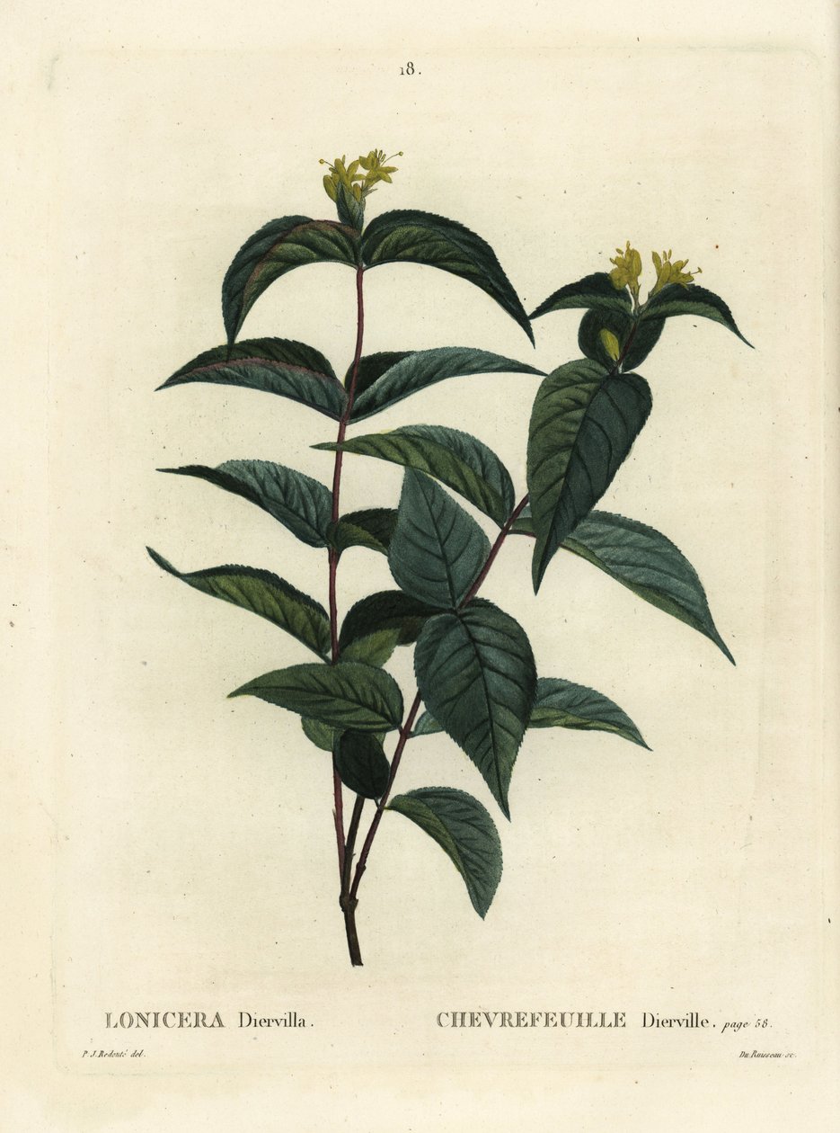 Nordlig buskkaprifol, Diervilla lonicera (Lonicera diervilla). Handkolorerad stippelgravyr av Du Ruisseau efter en illustration av Pierre-Joseph Redoute från Henri Louis Duhamel du Moncels Treat des Arbres et Shrustes, Paris av Pierre Joseph Redouté