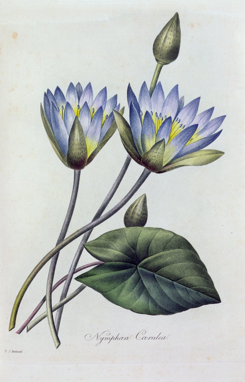Nymphea Caerulea (färgad gravyr) av Pierre Joseph Redouté