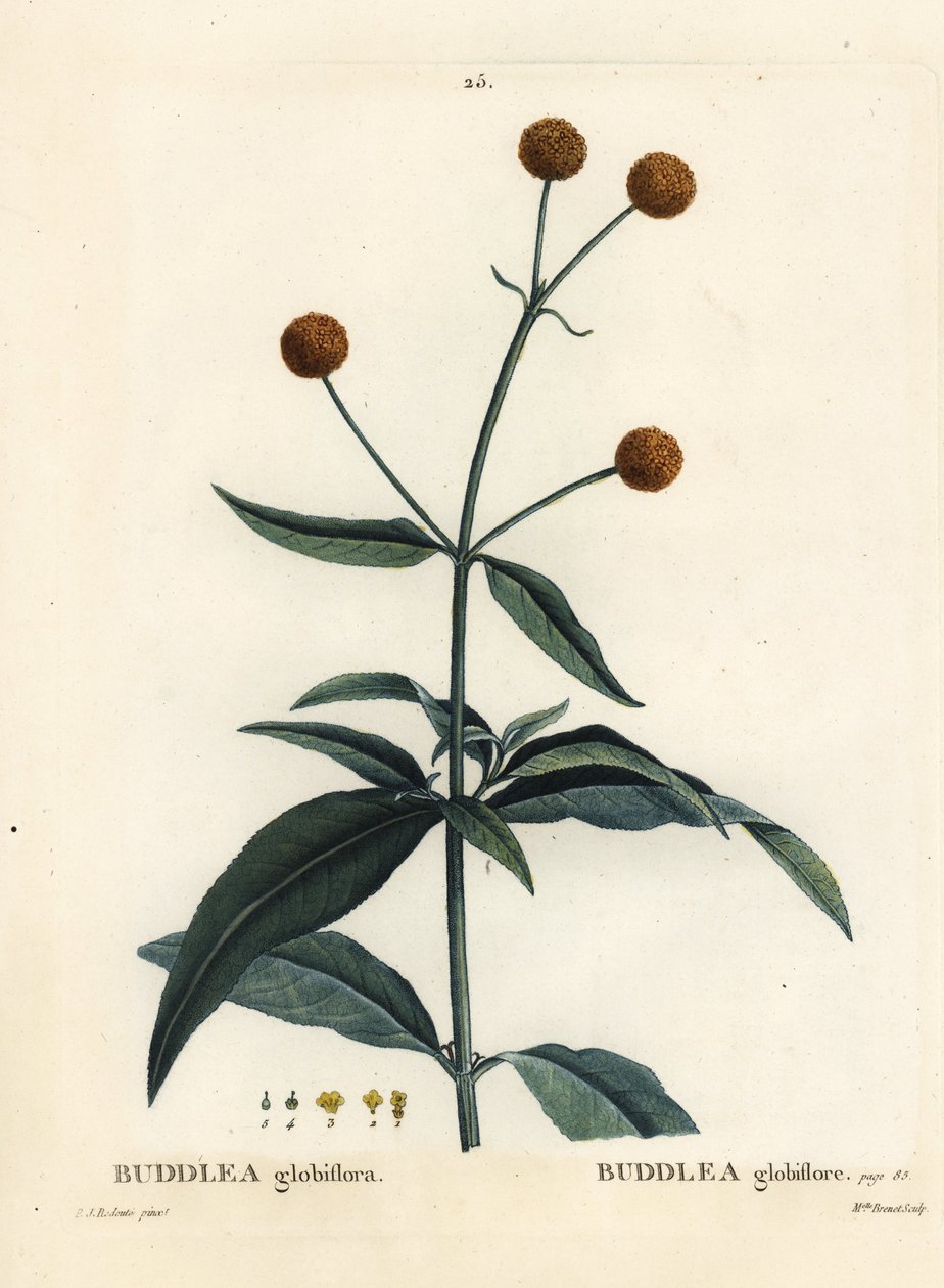 Orange-ball-tree eller orange ball buddleja, Buddleja globosa (Buddlea globiflora). Handfärgad stipplegravyr av Miss Brenet efter en illustration av Pierre-Joseph Redoute från Henri Louis Duhamel du Moncels Treat des Arbres et Shrustes, Paris av Pierre Joseph Redouté