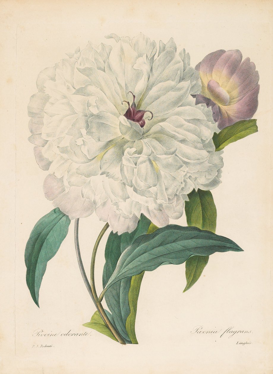 Paeonia flamrans pion, 1827. av Pierre Joseph Redouté