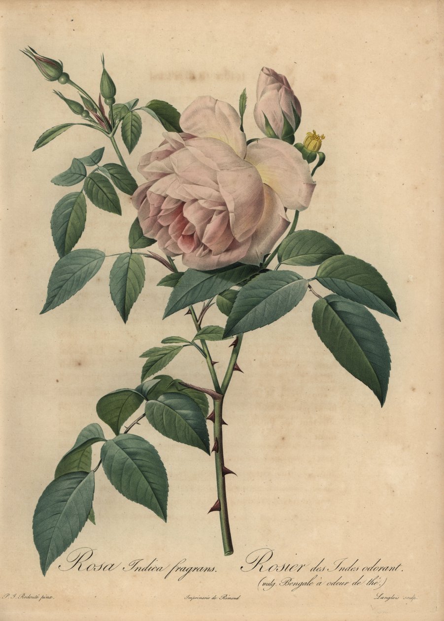 Blek-rosa te-doftande ros, Rosa odorata av Pierre Joseph Redouté