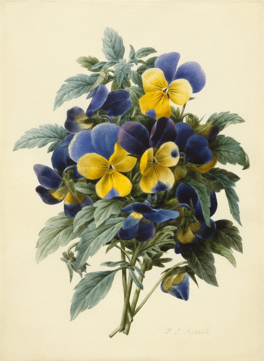 Penséer (färgad gravyr) av Pierre Joseph Redouté