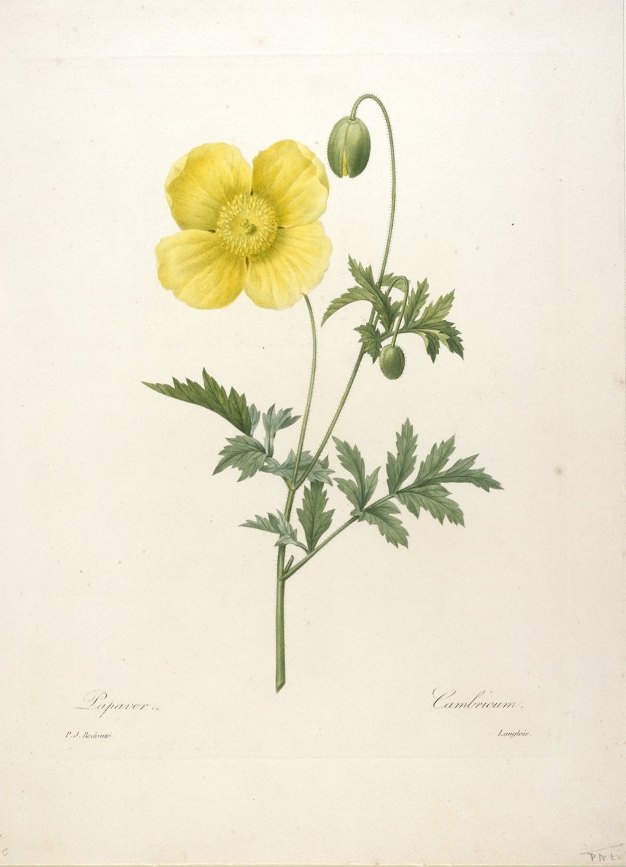 Papaver, från Choice Of The Most Beautiful Flowers and Most Beautiful Fruits, 1827 (handfärgad stipplegravyr) av Pierre Joseph Redouté