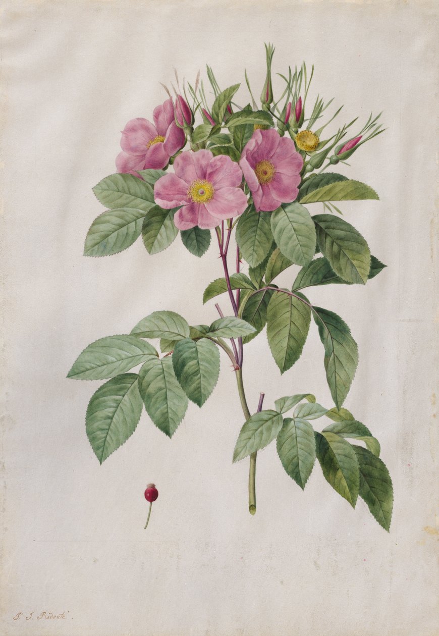 Betesros (Rosa Carolina Corymbosa) av Pierre Joseph Redouté