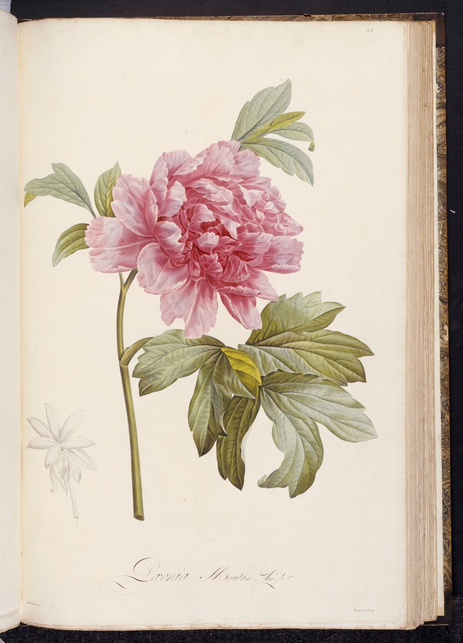 Pion, från "Beskrivning av sällsynta och odlade växter vid Malmaison och Navarra" av Aime Bonpland, 1812-14 av Pierre Joseph Redouté