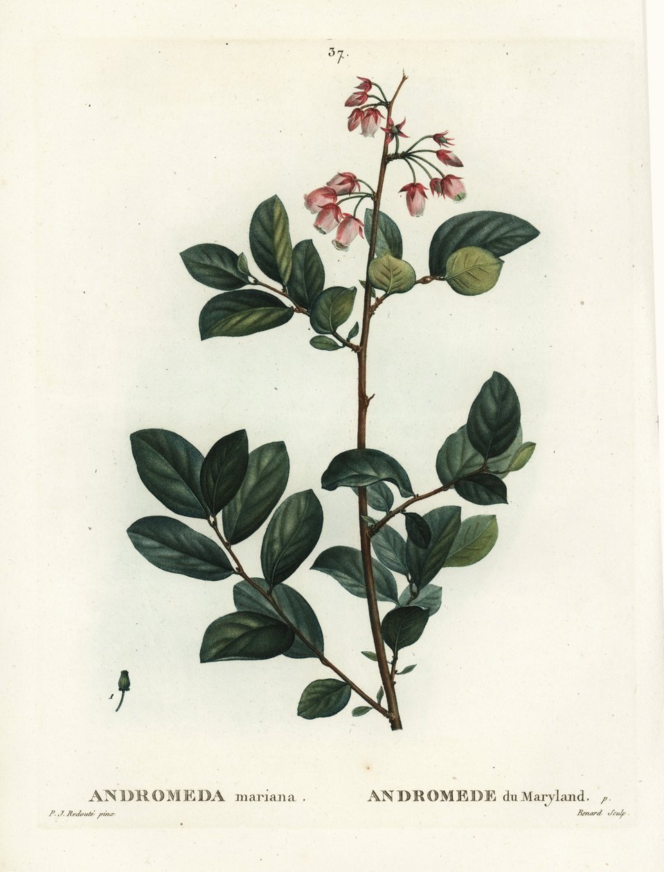 Pieris mariana (Andromeda mariana, Andromede of Maryland). Handkolorerad stipplegravyr av Renard efter en illustration av Pierre-Joseph Redoute från Henri Louis Duhamel du Moncels Treat des Arbres et Shrustes, Paris av Pierre Joseph Redouté