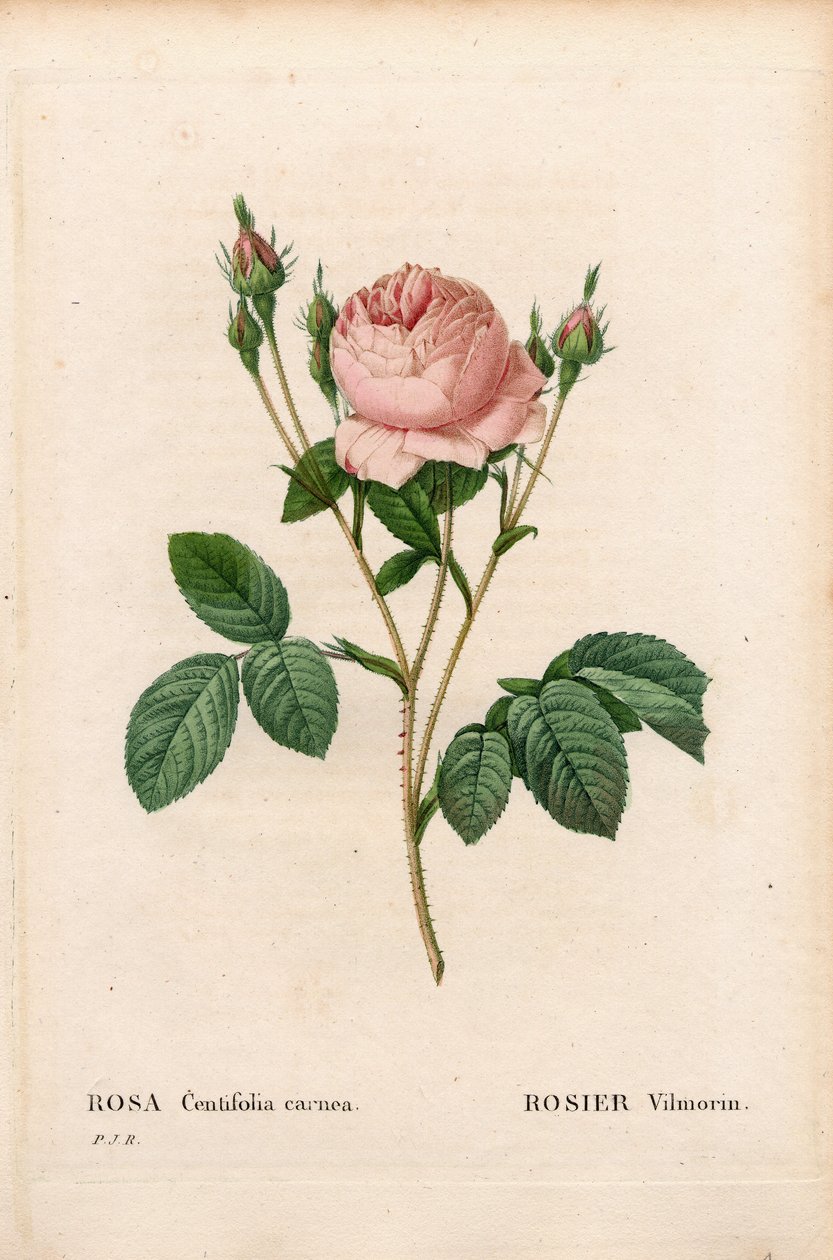 Rosa Vilmorin, Rosa centifolia Vilmorin. Handfärgad kopparsticksgravyr från Pierre Joseph Redoutes "" Les Roses,"" Paris av Pierre Joseph Redouté