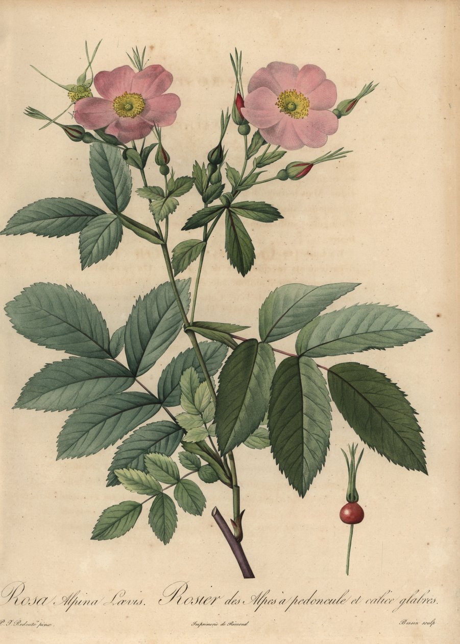Rosa alpin ros, Rosa pendulina av Pierre Joseph Redouté