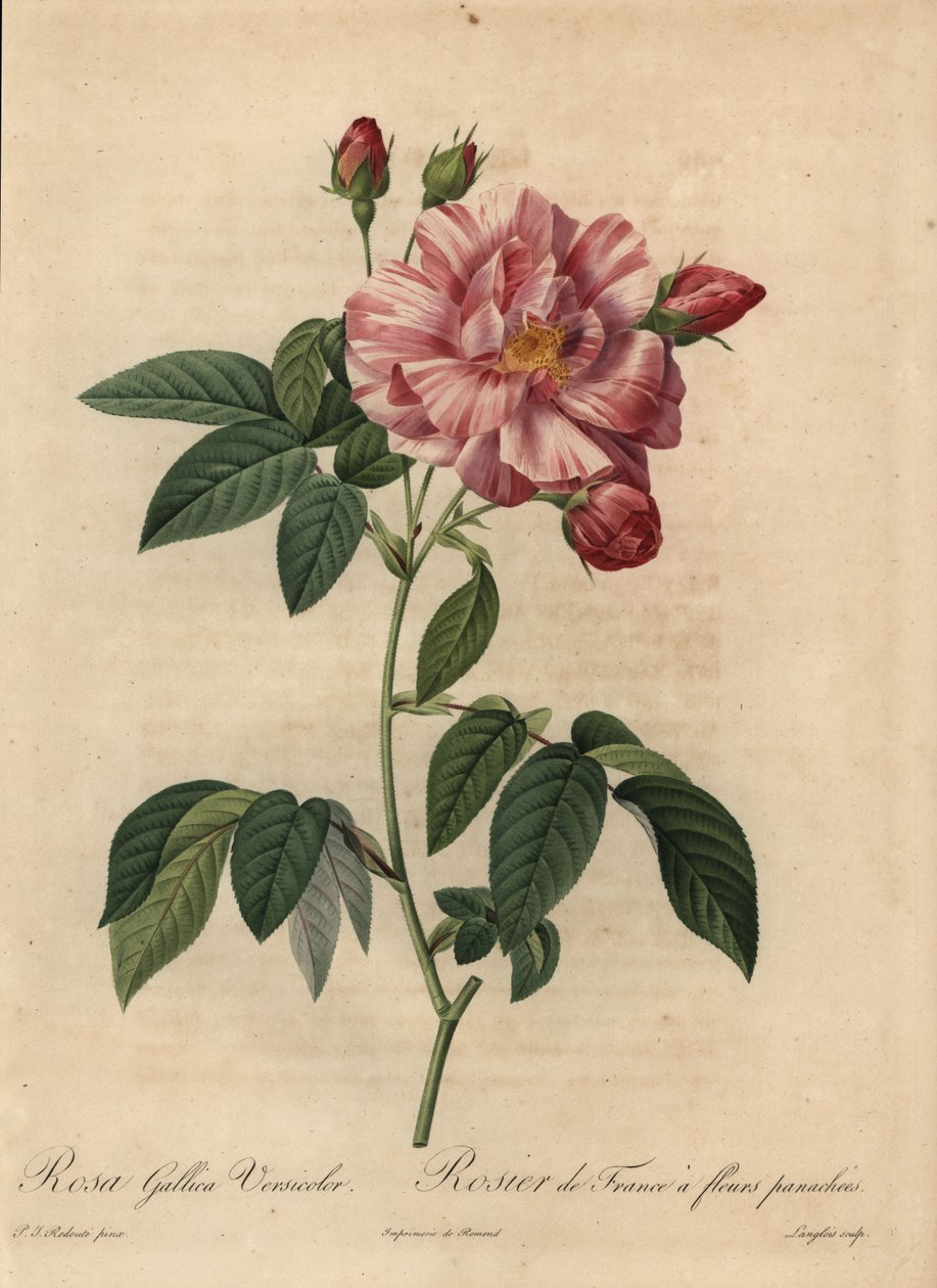 Rosa och vit gallisk ros eller fransk ros, Rosa gallica av Pierre Joseph Redouté