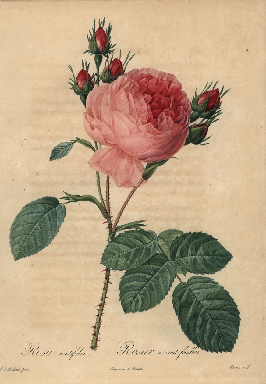 Rosa kålros eller Provenceros, Rosa centifolia av Pierre Joseph Redouté