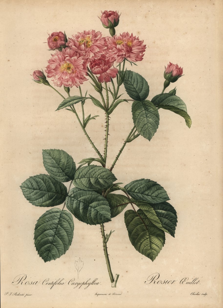 Rosa nejlika-kronbladskålros, Rosa centifolia av Pierre Joseph Redouté