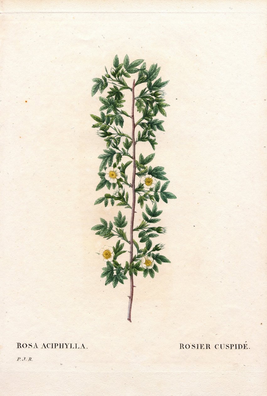 Rosa kuspidat, Rosa canina sort. Körros, Rosa aciphylla. Handfärgad kopparsticksgravyr från Pierre Joseph Redoutes "" Les Roses,"" Paris av Pierre Joseph Redouté