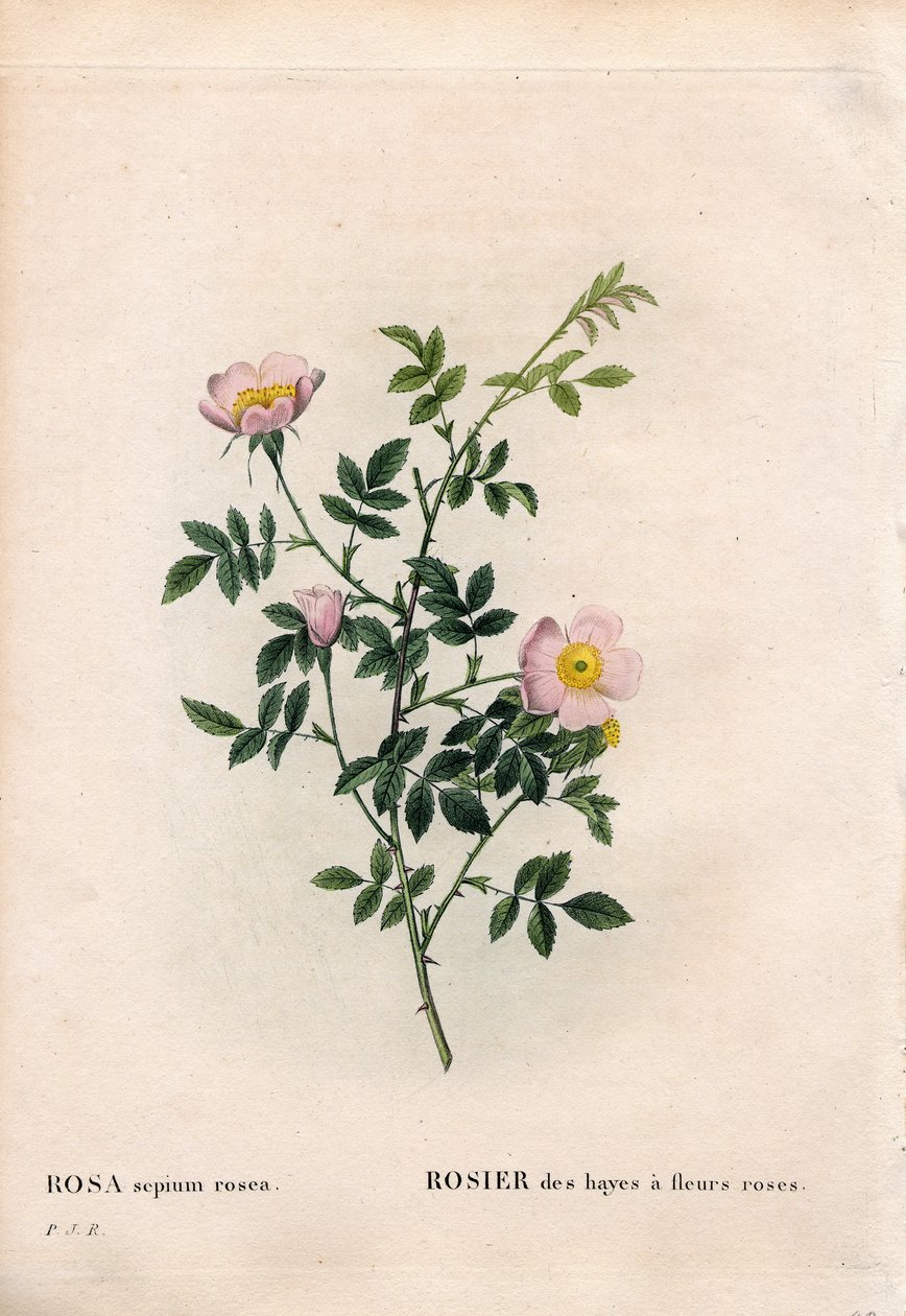 Rosa häckros, Rosa aggrestis sort, Höros med rosa blommor. Handfärgad kopparsticksgravyr från Pierre Joseph Redoutes "" Les Roses,"" Paris av Pierre Joseph Redouté