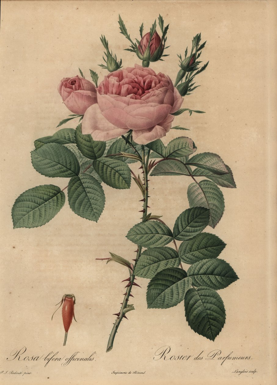 Rosa hybridros, Rosa bifera av Pierre Joseph Redouté