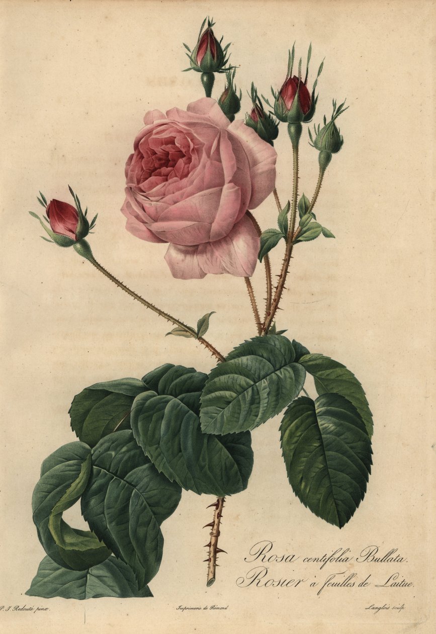 Rosa salladsros Bullata, Rosa centifolia av Pierre Joseph Redouté