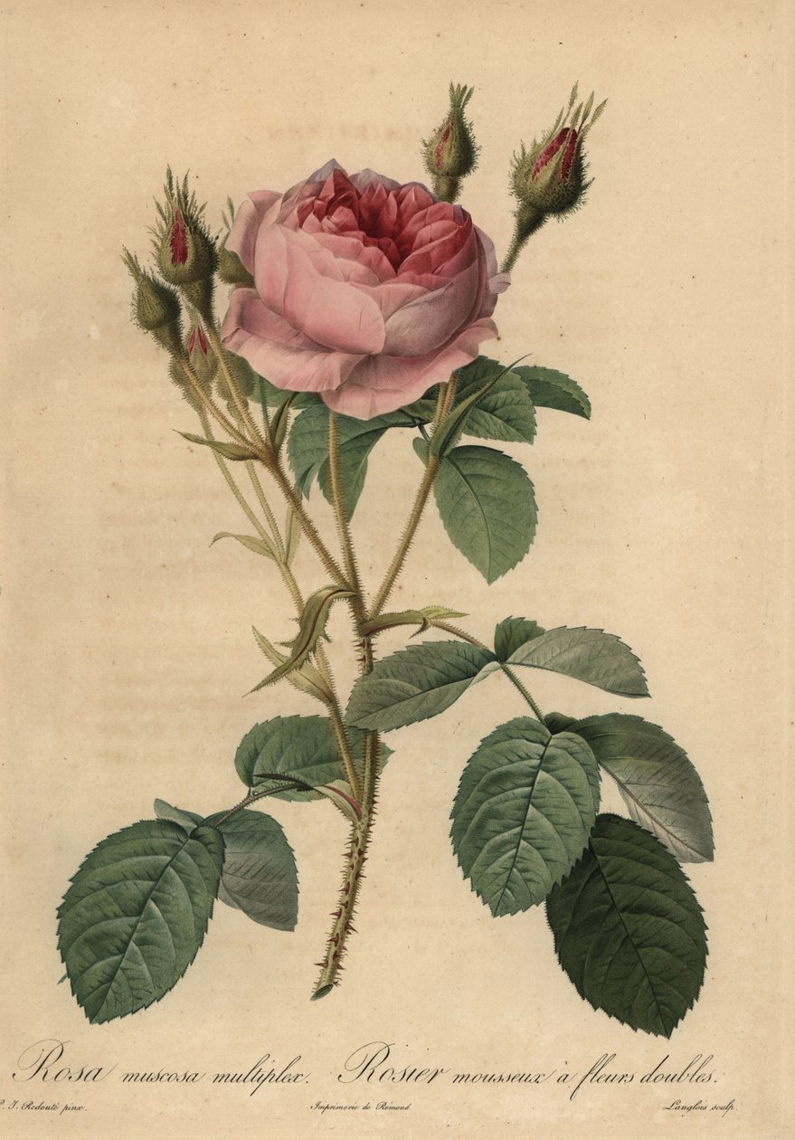 Rosa mossros, Rosa centifolia f. muscosa av Pierre Joseph Redouté