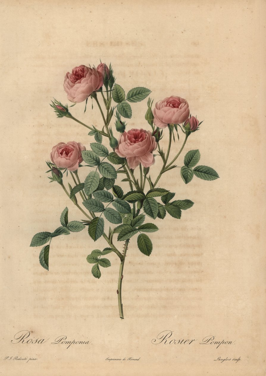 Rosa pompongrosa, Rosa centifolia av Pierre Joseph Redouté