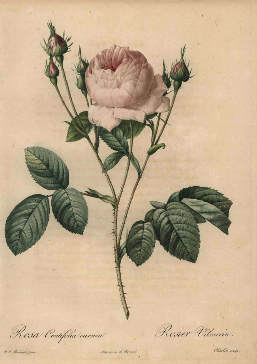 Rosa ros, Rosa centifolia carnea av Pierre Joseph Redouté