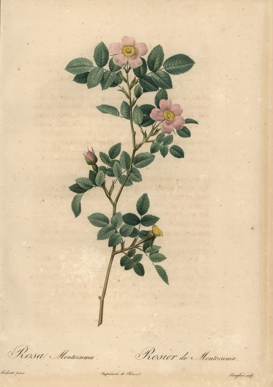 Rosa ros, Rosa montezuma av Pierre Joseph Redouté