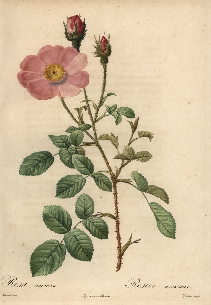 Rosa ros, Rosa muscosa av Pierre Joseph Redouté