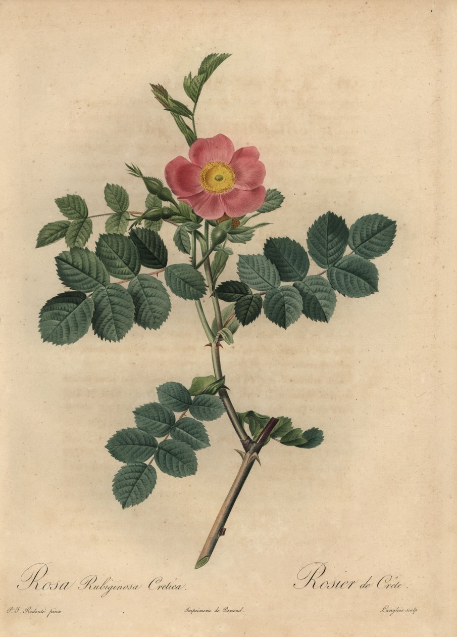 Rosa sweetbriarros, Rosa av Pierre Joseph Redouté