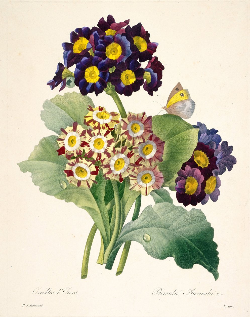 Primula auricula Primroses, 1827. av Pierre Joseph Redouté