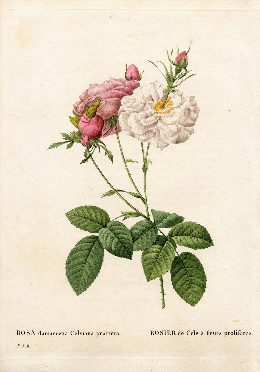 Proliferous Cels rose, Rosa damascena var. incarnata-maxima, Cels Rose har proliferes blommor. Handfärgad kopparsticksgravyr från Pierre Joseph Redoutes "" Les Roses,"" Paris av Pierre Joseph Redouté